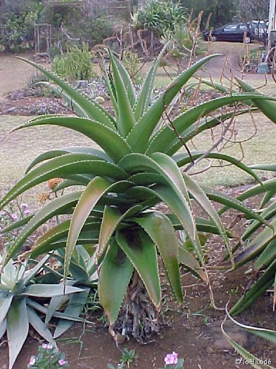 Aloe vaombe ©JL